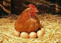 آموزش پرورش مرغ تخمگذار به صورت تخصصی